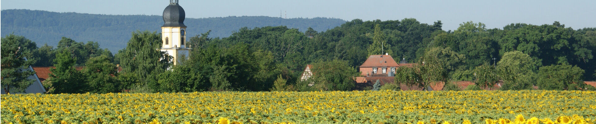 Rüdenhausen-Sonnenblumenfeld-Folge